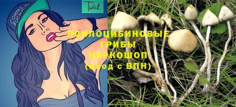 где можно купить   Тара  гидра рабочий сайт  Галлюциногенные грибы Psilocybe 